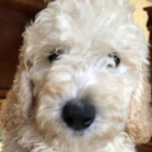 Goldendoodle Puppy Tinker bell