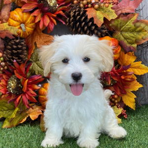 Havanese Puppy Vern