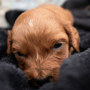 Cavapoo Puppy barrets