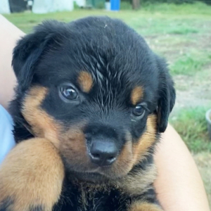 Rottweiler Puppy Sirius