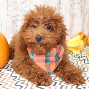 Poodle Puppy Toby