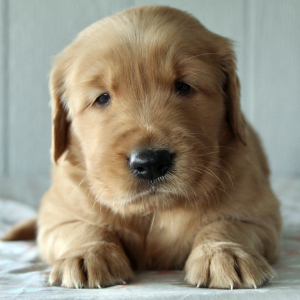 Golden Retriever Puppy Easton