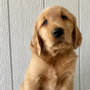 Golden Retriever Puppy Easton