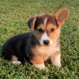 Pembroke Welsh Corgi Puppy Antonia