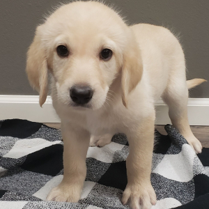 Labradoodle Puppy Russell