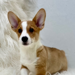 Pembroke Welsh Corgi Puppy Daxon