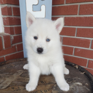 Pomsky Puppy Teddy