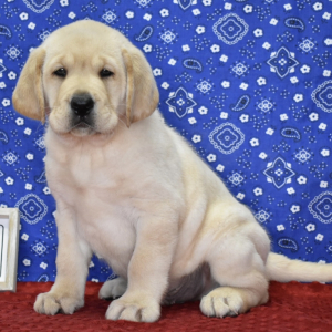 Labrador Retriever Puppy Dawson