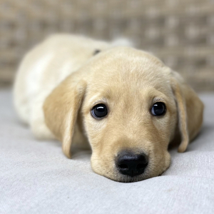 Labrador Retriever Puppy Jax