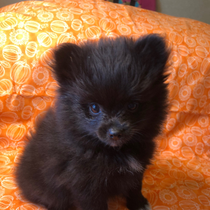 Pomeranian Puppy Remi