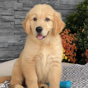Golden Retriever Puppy Fortune