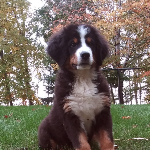 Bernese Mountain Dog Puppy Cash