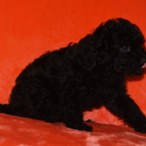Poodle Puppy Parker