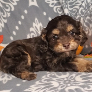 Cockapoo Puppy Tobias