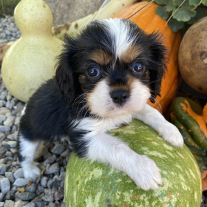 Cavalier King Charles Spaniel Puppy Lamar