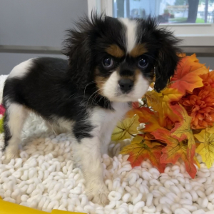 Cavalier King Charles Spaniel Puppy Lamar