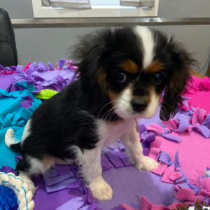 Cavalier King Charles Spaniel Puppy Lamar