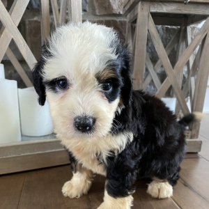 Bernedoodle Puppy Beckham