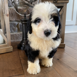 Bernedoodle Puppy Beckham