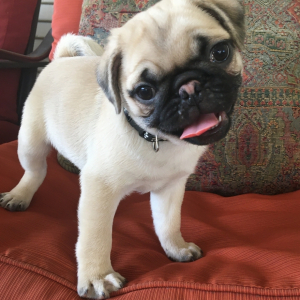 Pug Puppy Jojo