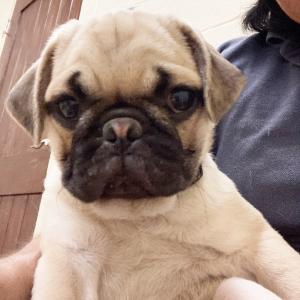 Pug Puppy Jojo