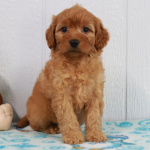 Goldendoodle Puppy Baily