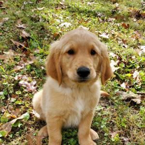 Golden Retriever Puppy Buddy