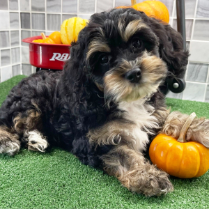 Cockapoo Puppy Aiden