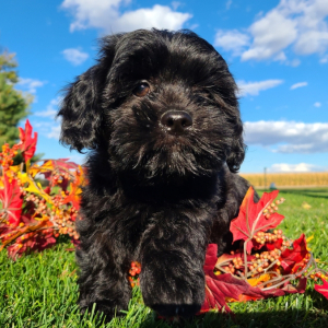 Shihpoo Puppy Elias