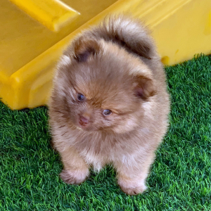 Pomeranian Puppy Polo