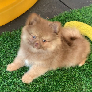 Pomeranian Puppy Polo