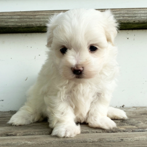 Maltese Puppy Pongo