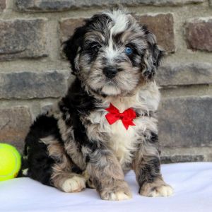 Bernedoodle Puppy Arthur