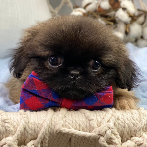Pekingese Puppy Dominic