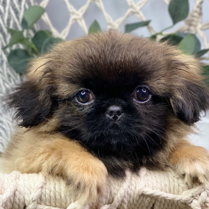 Pekingese Puppy Dominic