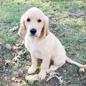 Golden Retriever Puppy Rocky