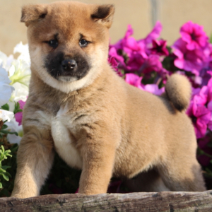 Shiba Inu Puppy Dobbs
