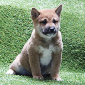 Shiba Inu Puppy Dobbs
