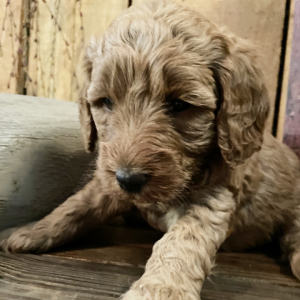 Labradoodle Puppy Marnie