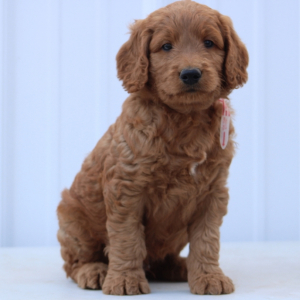 Goldendoodle Puppy Hobbs