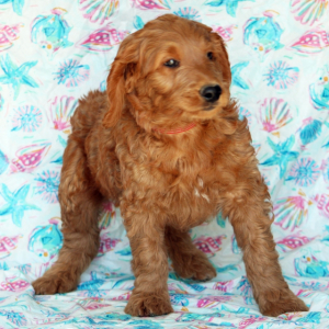 Goldendoodle Puppy Hobbs