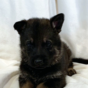 German Shepherd Dog Puppy Zeus