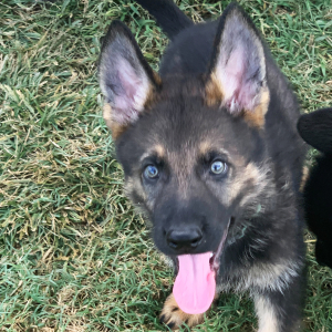 German Shepherd Dog Puppy Zeus