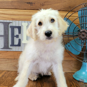 Labradoodle Puppy Bently