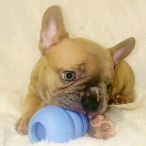 French Bulldog Puppy Lulu