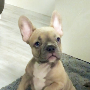 French Bulldog Puppy Lulu