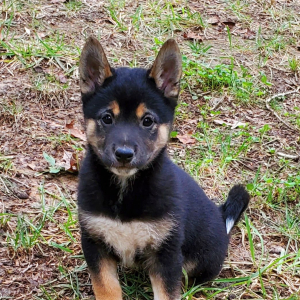 Shiba Inu Puppy Jack