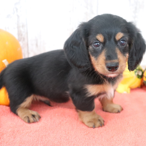 Dachshund Puppy Storm
