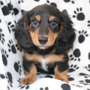 Dachshund Puppy Storm