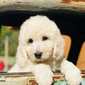 Goldendoodle Puppy Prince Charming